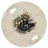 Leviton Plastic Pull-Chain Lampholder 8827-CW4