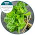 Renown Bowl Clip 30-Day Air Freshener, Herbal Mint Scent, Pack of 12