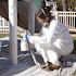 HDX XL All Purpose Painters Coverall