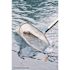 HDX Heavy-Duty Aluminum Leaf Rake for Swimming Pools and Spas