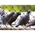 Bird-X 50 ft. x 100 ft. Heavy-Duty Bird Netting