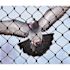 Bird-X 50 ft. x 100 ft. Heavy-Duty Bird Netting