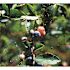 Bird-X 200 ft. x 14 ft. Standard Bird Netting
