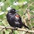 Bird-X 200 ft. x 14 ft. Standard Bird Netting
