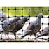 Bird-X 100 ft. x 14 ft. Standard Bird Netting