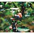 Bird-X 100 ft. x 14 ft. Standard Bird Netting
