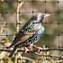 Bird-X 100 ft. x 14 ft. Standard Bird Netting