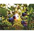 Bird-X 200 ft. x 14 ft. Structural Bird Netting