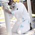 TRIMACO DuPont Tyvek XL No Elastic Disposable Coverall