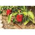 Rain Bird 3/4 in. Professional Grade Inline Drip Filter