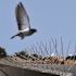 Bird-X 10 ft. Original Stainless Steel Bird Spikes Pigeons Starling Blackbirds Seagulls 6 in. Coverage