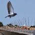 Bird-X 24 ft. Original Commercial Grade Stainless Steel Bird Spikes