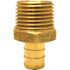 Apollo 1/2 in. Brass PEX-B Barb x 1/2 in. Male Pipe Thread Adapter (5-Pack)