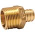 Apollo 3/4 in. Brass PEX-B Barb x Male Pipe Thread Adapter Pro Pack (25-Pack)