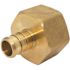 Apollo 1/2 in. Brass PEX-B Barb x 3/4 in. Female Pipe Thread Adapter