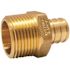 Apollo 3/4 in. Brass PEX-B Barb x 3/4 in. Male Pipe Thread Adapter (5-Pack)