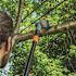 Scotts 10 in. 8 Amp Electric Pole Chainsaw