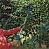 Scotts 7.2V Electric Cordless Telescoping Pole Pruner - 2 Ah Battery and Charger Included