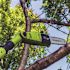 Earthwise 8 in. 6.5 Amp Electric Pole Saw