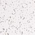SpectraTile Fissured Waterproof 2 ft. x 4 ft. White Ceiling Tile (Pack of 10)