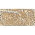 MSI Tuscany Scabas 5 cm x 12 in. x 24 in. Brushed Travertine Pool Coping (2 sq. ft.)