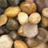 MSI Mixed Polished 0.5 cu. ft. per Bag (0.25 in. to 0.75 in.) Bagged Landscape Pebbles (55 bags/22.5 cu. ft./Pallet)