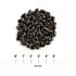 MSI Polished Black 0.5 cu. ft . per Bag (0.25 in. to 0.75 in.) Bagged Landscape Pebbles (55 Bags/22.5 cu. ft./Pallet)