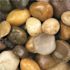 MSI Mixed Polished 0.5 cu. ft. per Bag (0.75 in. to 1.25 in.) Bagged Landscape Pebbles (28 Bags/14 cu. ft./Pallet)