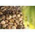 MSI Yellow Polished 0.5 cu. ft. per Bag (1 in. to 2 in.) Bagged Landscape Pebbles (28 Bags/14 cu. ft./Pallet)