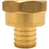 Apollo 3/4 in. Brass PEX-B Barb x 3/4 in. Female Pipe Thread Adapter Pro Pack (25-Pack)