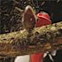 Toro 10 in. 60-Volt Lithium Ion Cordless Electric Pole Saw - Battery and Charger Included