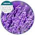 Renown Tidal Wave 60-Day Anti-splash Urinal Screen, Fabulous Lavender Scent, Pack of 6