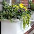 Mayne Fairfield 4ft Window Box - White
