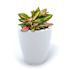 Mayne Caprio 18" Tall Planter - White