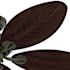 Hunter Fan 54" Bayview Ceiling Fan And Pull Chain, Damp Rated, Provencal Gold