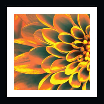 Image for Artline Morning Aster I Beautiful Artwork 30 x 30" Flat Black Frame Case Of 6 from HD Supply