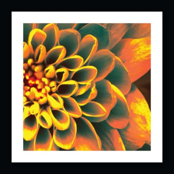 Image for Artline Morning Aster Ii Beautiful Artwork 30 X 30" Flat Black Frame Case Of 6 from HD Supply