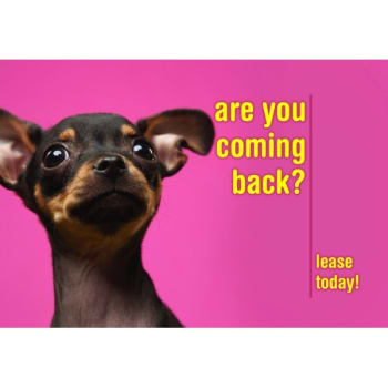 Image for Postcard "are You Coming Back", Dog Design, Back Personalization,package Of 50 from HD Supply