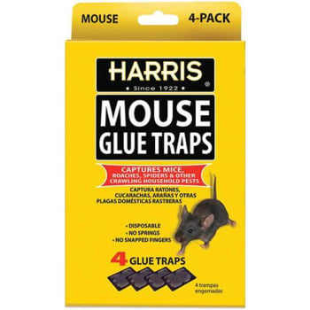 Image for Harris Mouse Glue Traps from HD Supply
