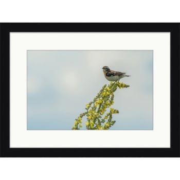 Clearwater Art Collection Spring Bird, Cool Scheme, Black Frame