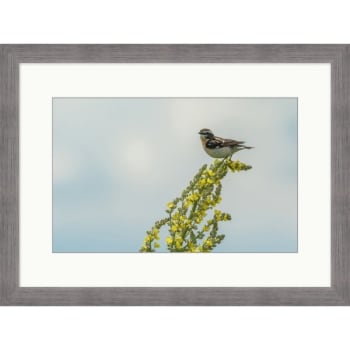 Image for Clearwater Art Collection Spring Bird, Cool Scheme, Silver Frame from HD Supply