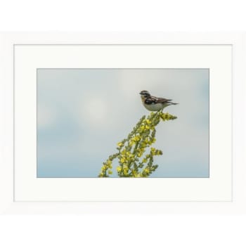 Clearwater Art Collection Spring Bird, Cool Scheme, White Frame
