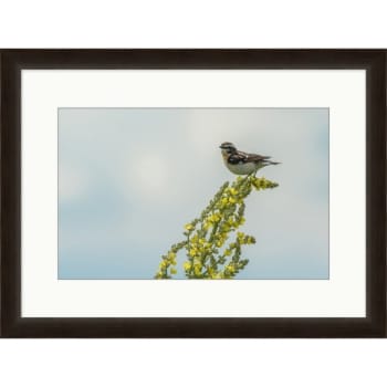 Image for Clearwater Art Collection Spring Bird, Cool Scheme, Espresso Frame from HD Supply
