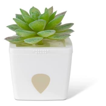 Image for JT Eaton Zendozones Fruit Fly Trap, White Base, Tranquil Tabitha Case Of 6 from HD Supply